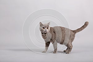 British Shorthair kitten