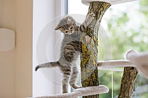 British shorthair kitten