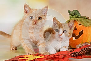 British shorthair kitten with autumn leaves