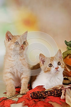 British shorthair kitten with autumn leaves