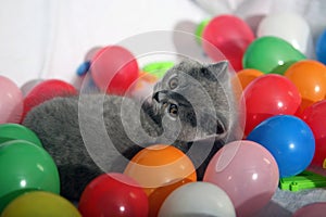 British Shorthair kitten among balloons