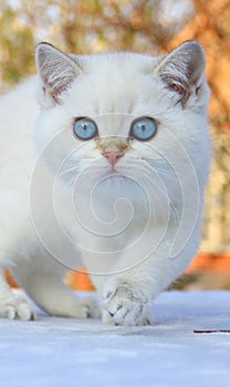 British shorthair kitten with blue eyes