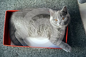 British Shorthair kitten in a box