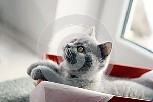 British Shorthair kitten in a box