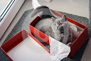 British Shorthair kitten in a box