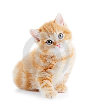 British Shorthair kitten cat isolated