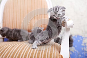 British Shorthair kitten climbing