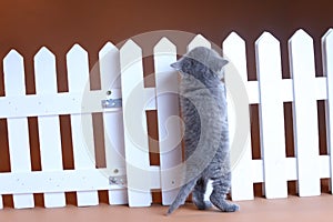 British Shorthair kitten climbing on a white fence