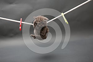 British Shorthair kitten on a cloth line