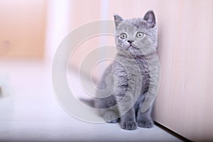 British Shorthair kitten cute face