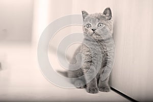 British Shorthair kitten cute face