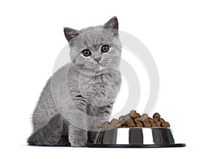 British Shorthair kitten with dry food on white background