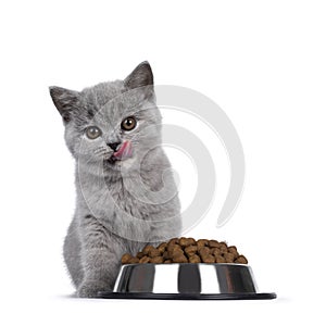British Shorthair kitten with dry food on white background