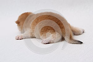 British shorthair kitten of golden color on white background and green leaves. Cute red chinchilla kitten. Pets at cozy