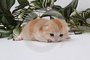 British shorthair kitten of golden color on white background and green leaves. Cute red chinchilla kitten. Pets at cozy