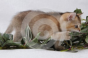 British shorthair kitten of golden color on white background and green leaves. Cute red chinchilla kitten. Pets at cozy