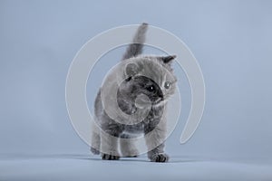 British Shorthair kitten on grey background