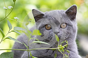 British shorthair kitten hid in the grass and sniffs a sprig, color blue