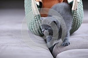 British Shorthair kitten hiding in a women purse, bag