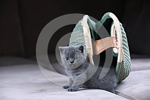 British Shorthair kitten hiding in a women purse, bag