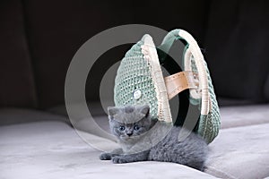 British Shorthair kitten hiding in a women purse, bag