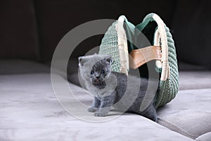 British Shorthair kitten hiding in a women purse, bag