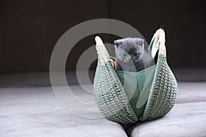 British Shorthair kitten hiding in a women purse, bag