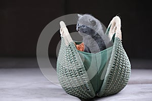 British Shorthair kitten hiding in a women purse, bag