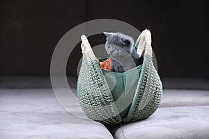 British Shorthair kitten hiding in a women purse, bag