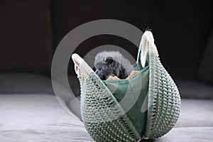 British Shorthair kitten hiding in a women purse, bag