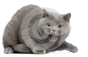 British Shorthair kitten hissing, 2 years old