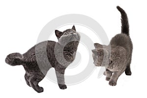 British shorthair kitten looking up isolated on white