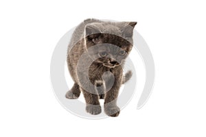 British shorthair kitten looking up isolated on white