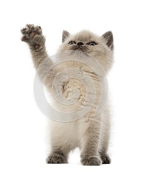 British Shorthair Kitten looking up and playing