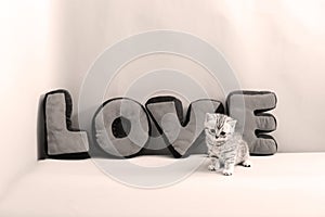 British Shorthair kitten and LOVE letters