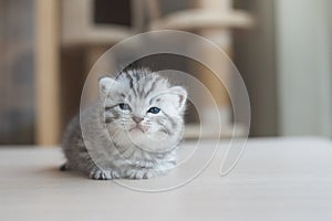 British Shorthair kitten lying on wooden table