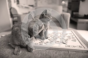 British Shorthair kittens and scrabble photo