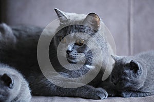 British Shorthair kitten and mom cat sitting on a sofa, isolated portrait