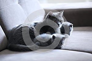 British Shorthair kitten and mom cat sitting on a sofa, isolated portrait