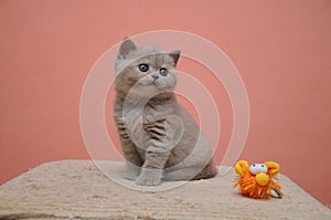 British shorthair kitten with orange background, adorable and cute baby kitten