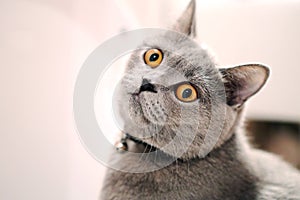 British Shorthair kitten orange eyes