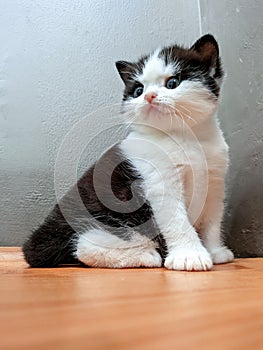 british shorthair kitten with plain face in black and white