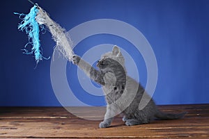 British Shorthair kitten playing with a cat stick toy