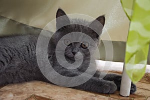 British Shorthair kitten is playing on the floor