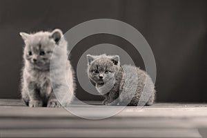 British Shorthair kitten portrait, isolated