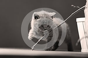 British Shorthair kitten portrait, isolated