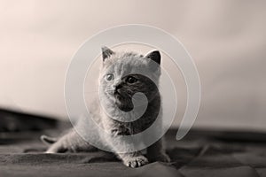 British Shorthair kitten portrait, isolated