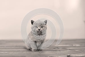 British Shorthair kitten portrait, isolated