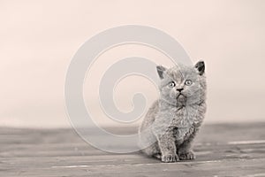 British Shorthair kitten portrait, isolated