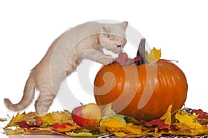 British shorthair kitten with a pumpkin